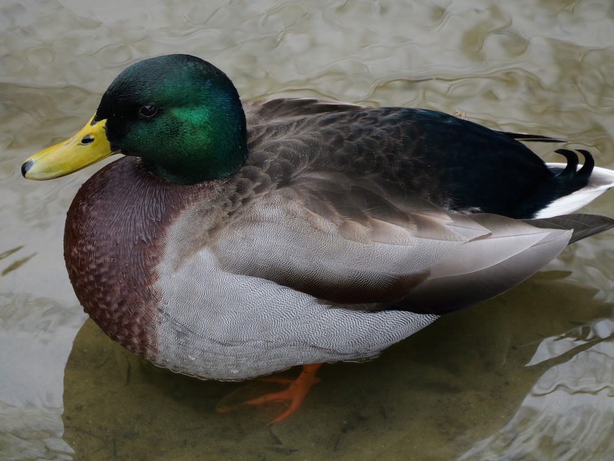 マガモ - ML647803629