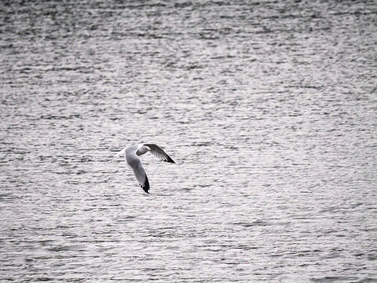 クロワカモメ - ML647803646