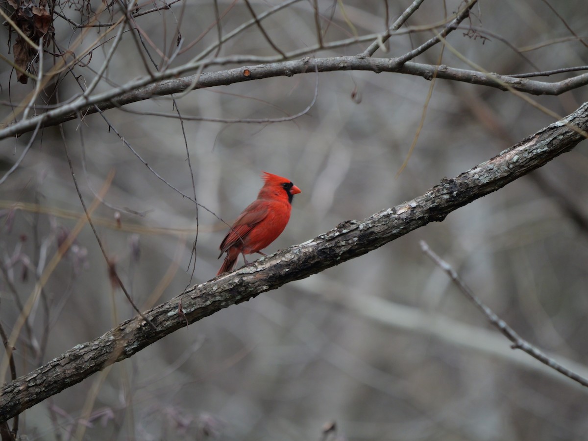 Northern Cardinal - ML647803662