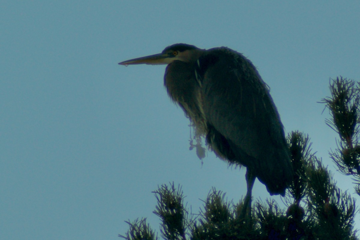 Great Blue Heron - ML647803681