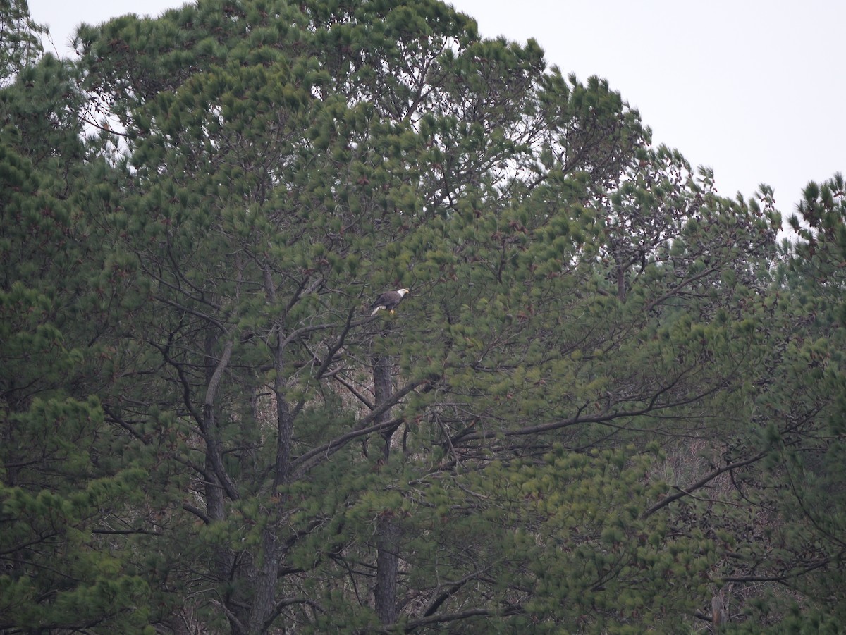 ハクトウワシ - ML647803688