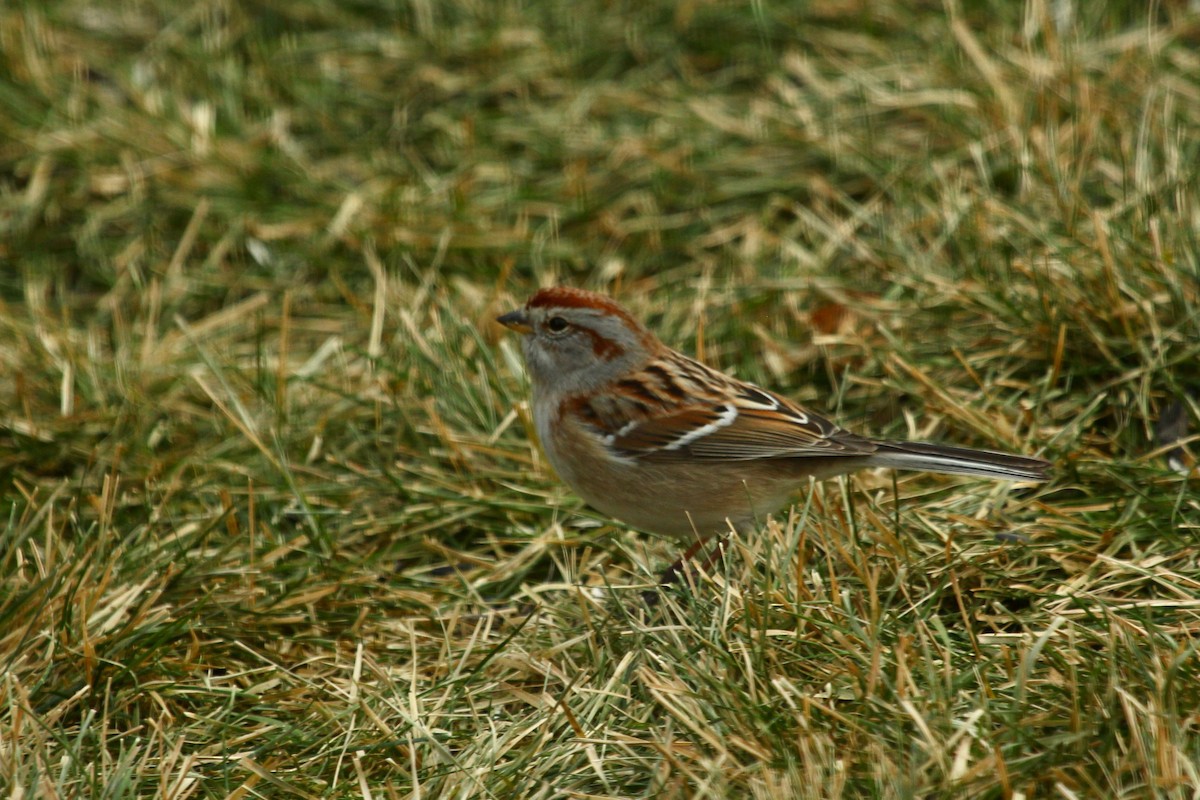 Пасовник північний - ML647803689