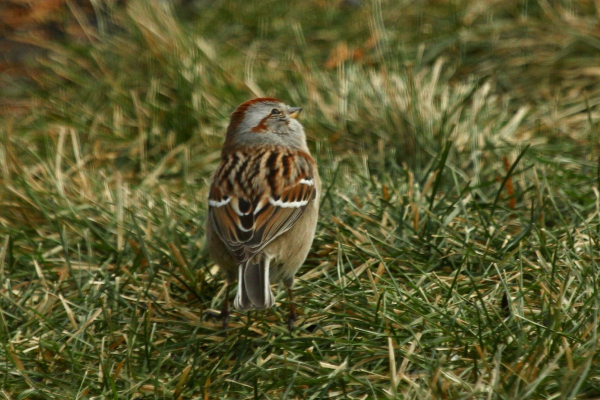 Пасовник північний - ML647803690