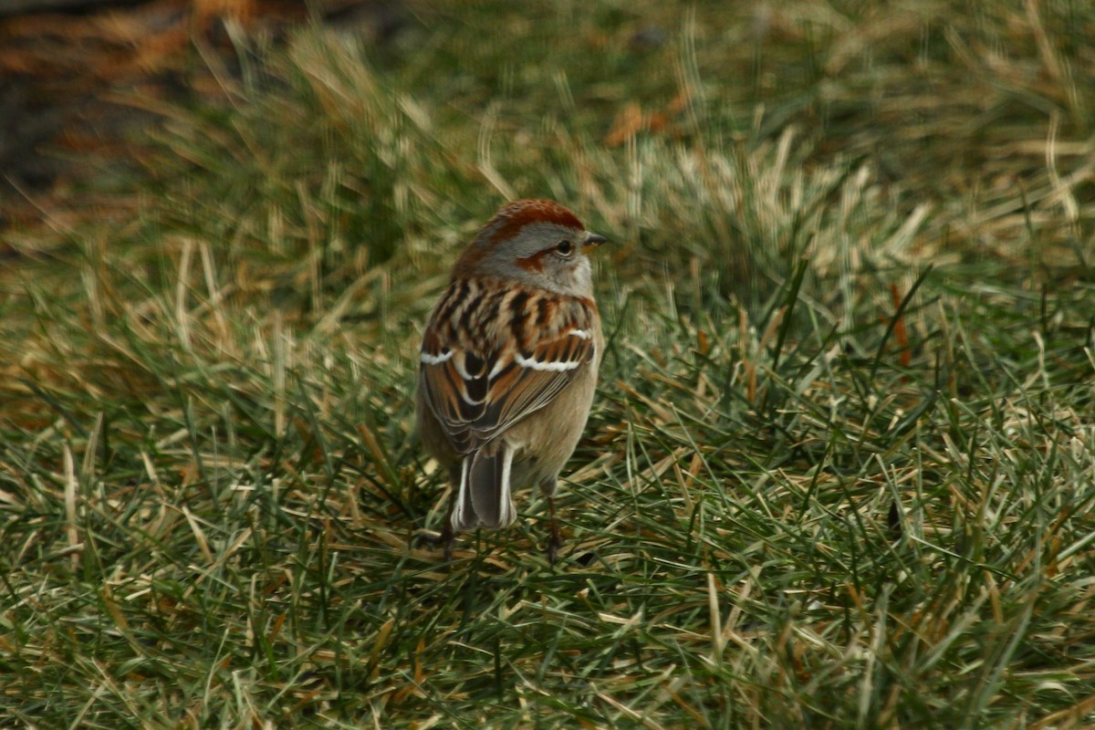 Пасовник північний - ML647803692