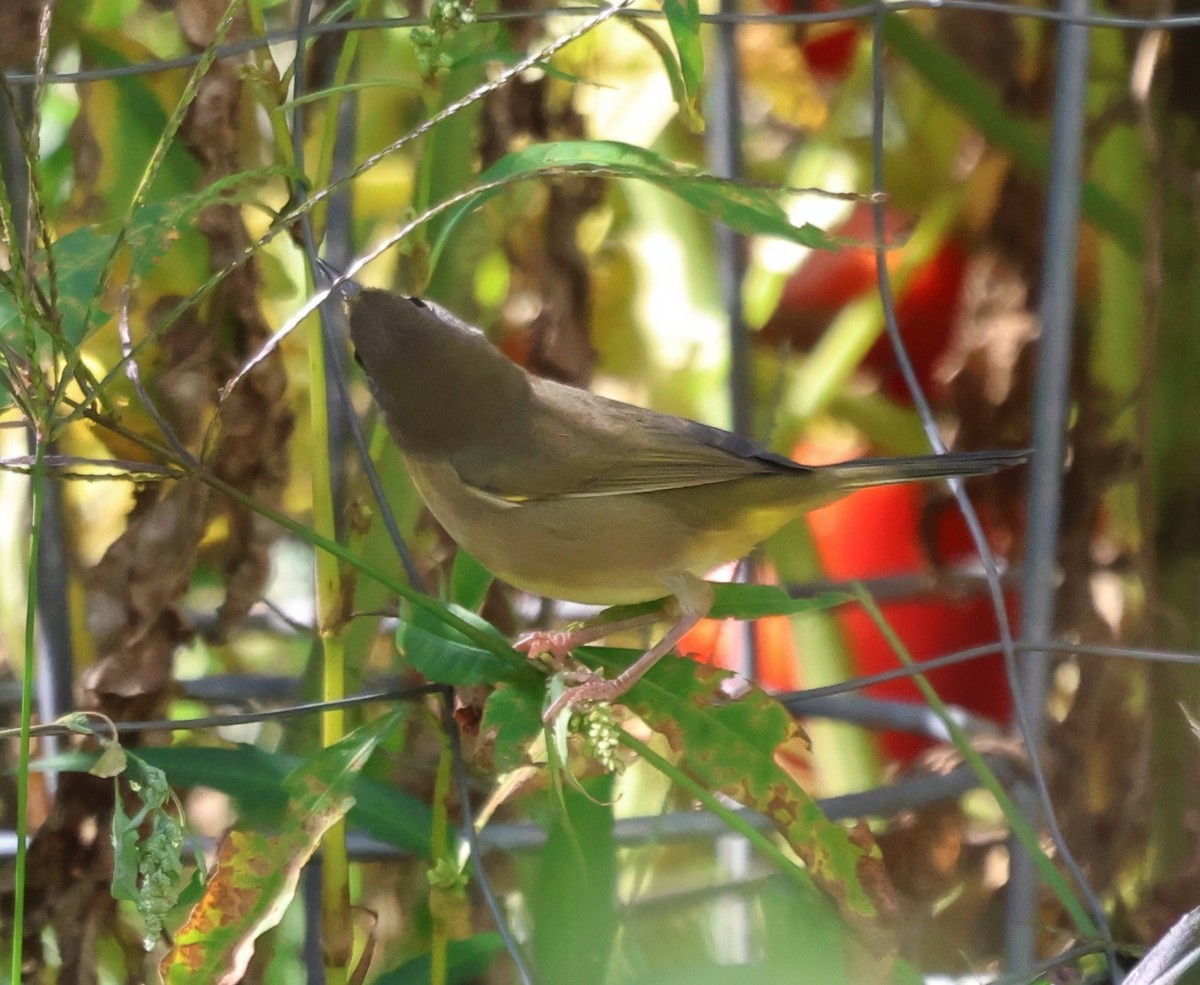 Common Yellowthroat - ML647803693