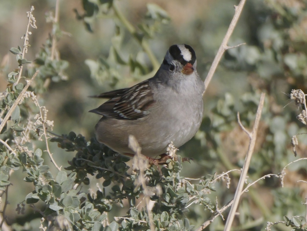 Porsuk Serçesi (gambelii) - ML647803722