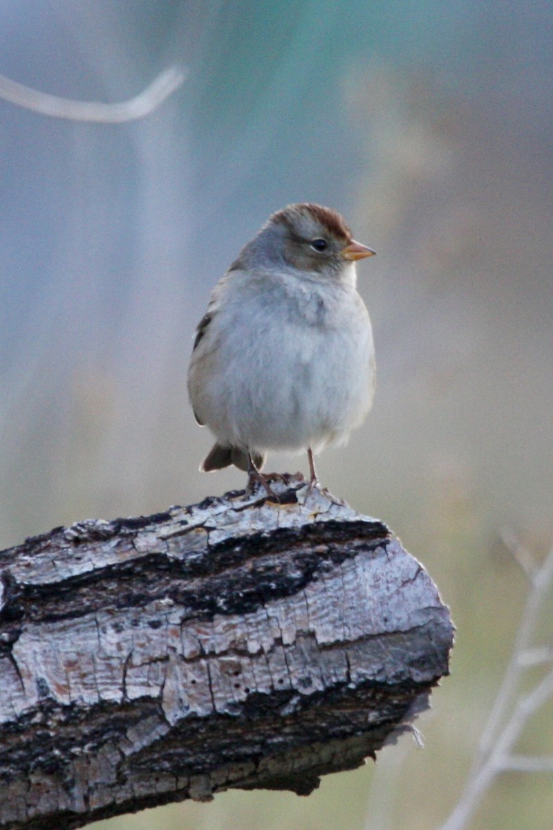 Porsuk Serçesi - ML647803741