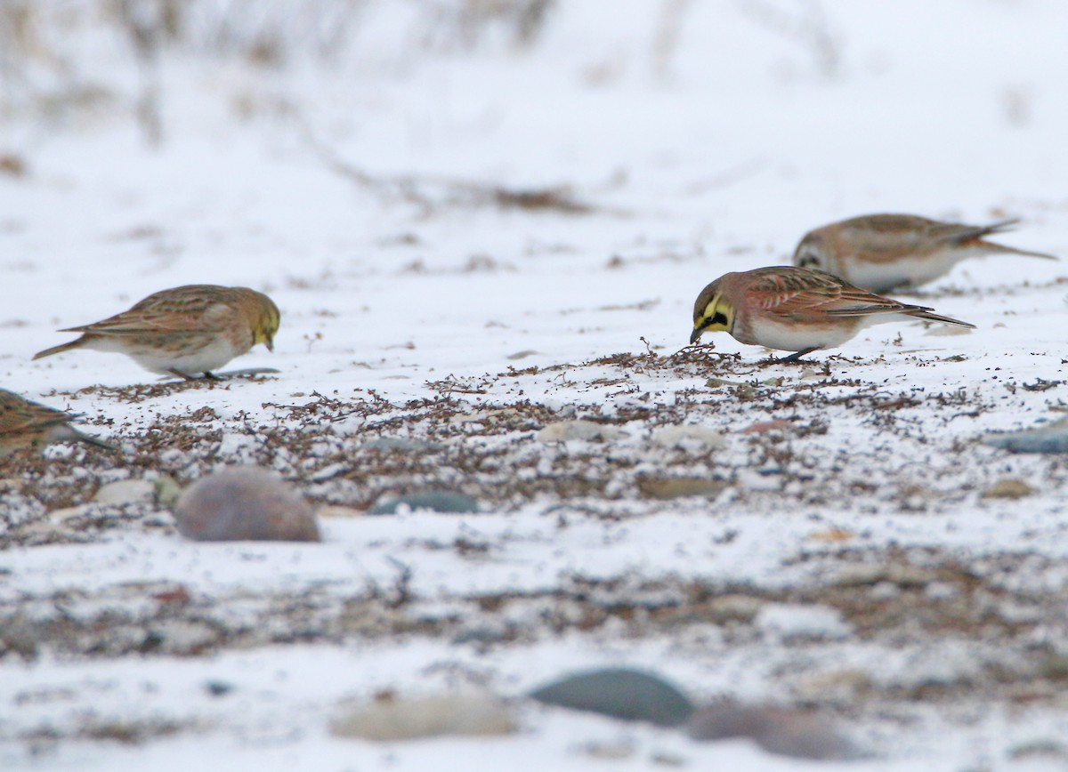 Alondra Cornuda - ML647803797