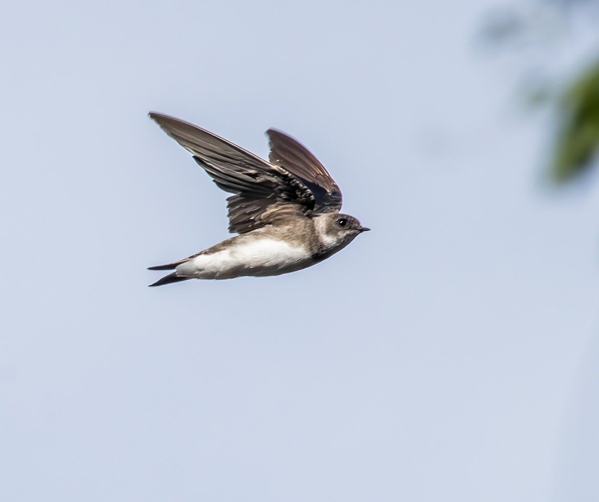 Береговушка - ML647803798