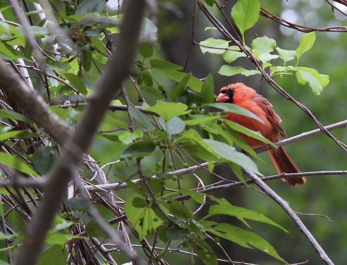 Northern Cardinal - ML647803800