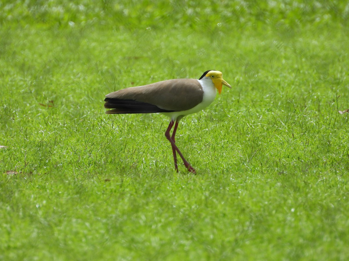 Hegabera maskaraduna - ML647803808