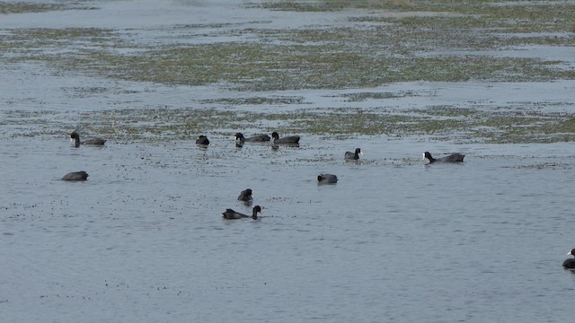 אגמית מצויה - ML647803811