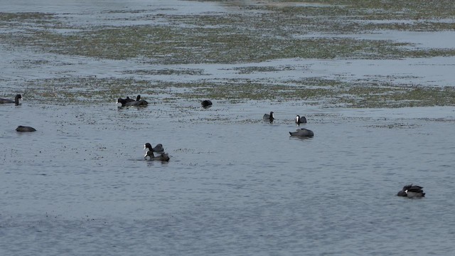 אגמית מצויה - ML647803813