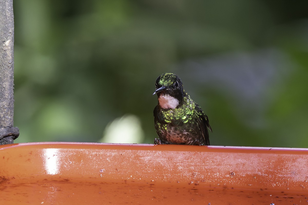 Tourmaline Sunangel - ML647803832