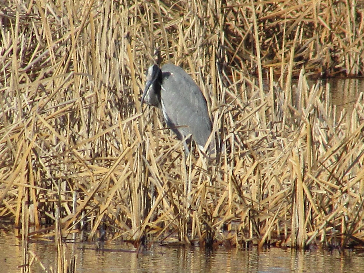 Great Blue Heron - ML647803852