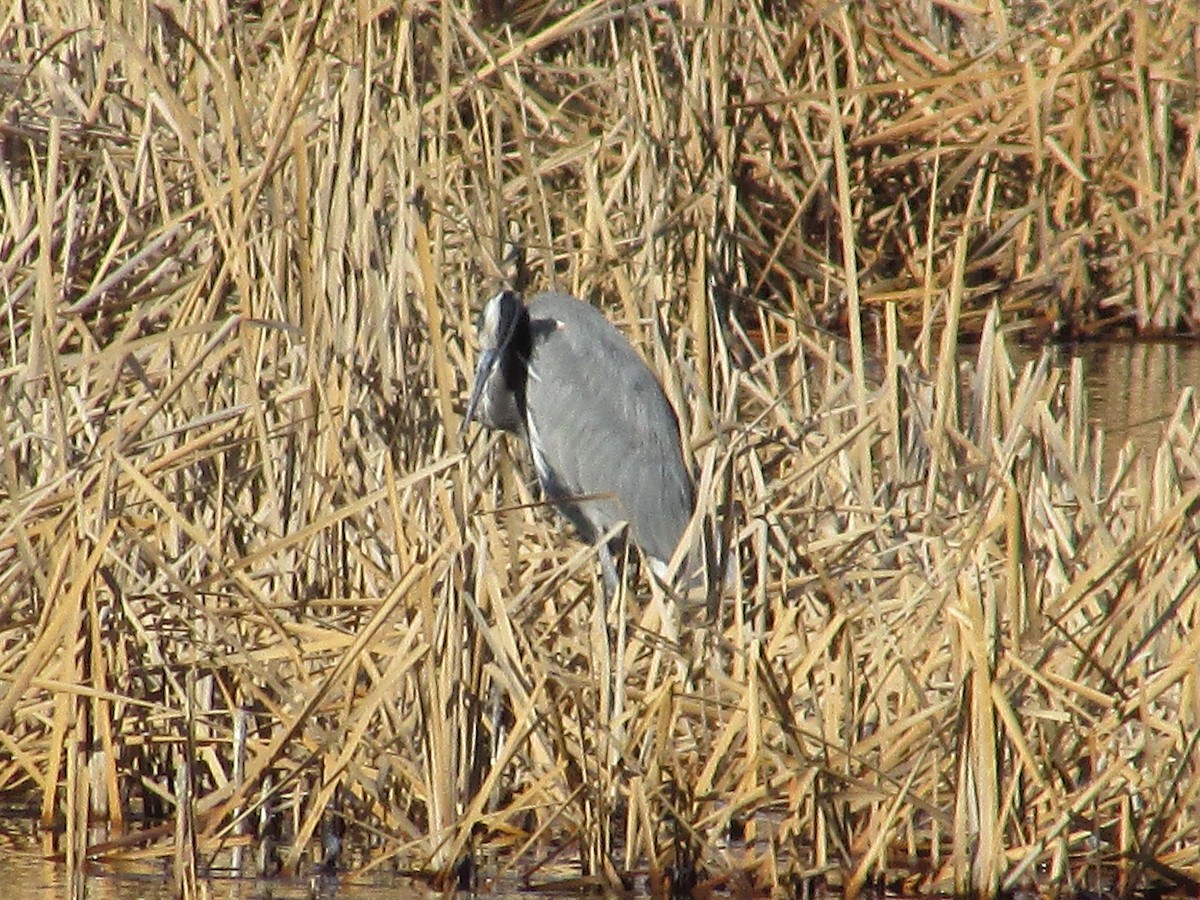Great Blue Heron - ML647803853