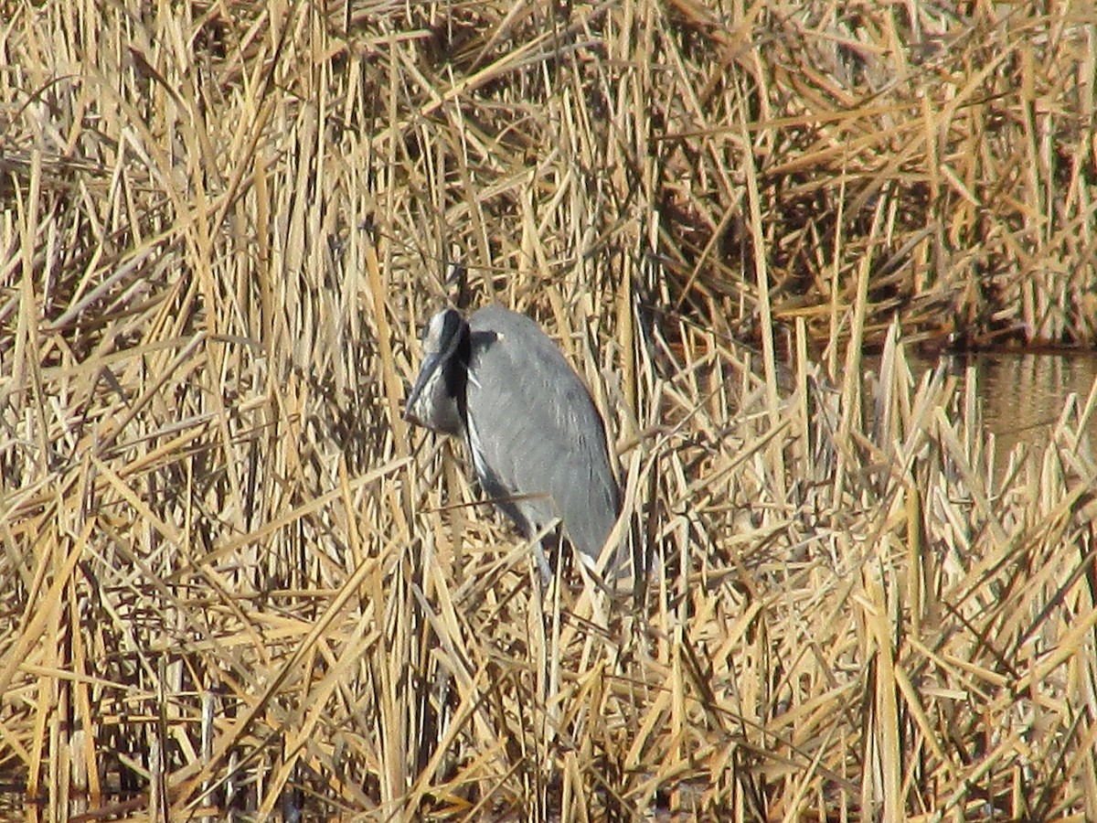 Great Blue Heron - ML647803854