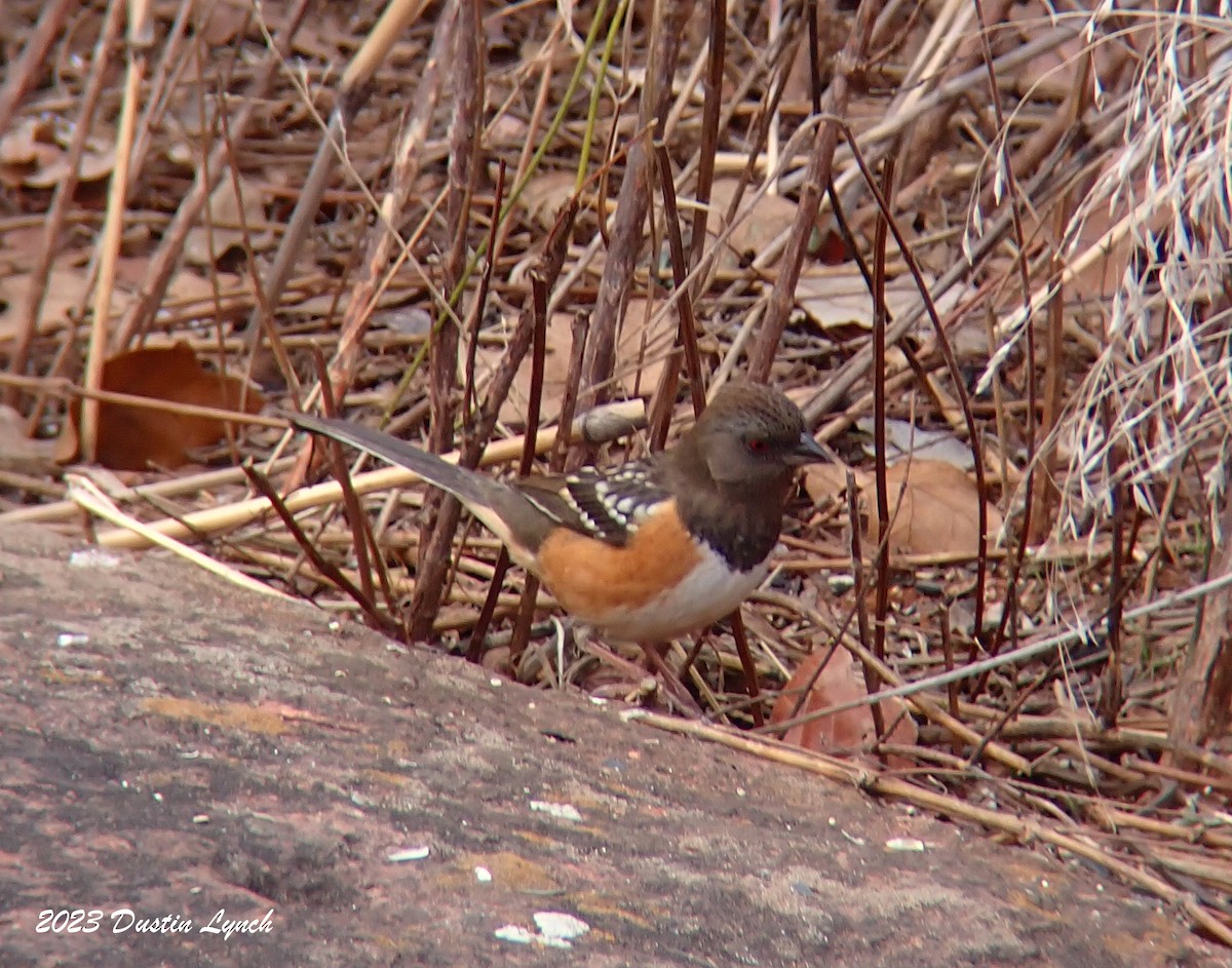 Spotted Towhee - ML647803874