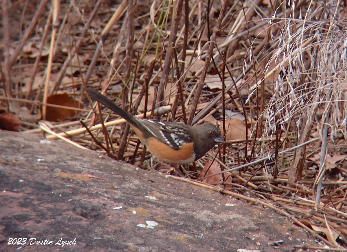 Spotted Towhee - ML647803875
