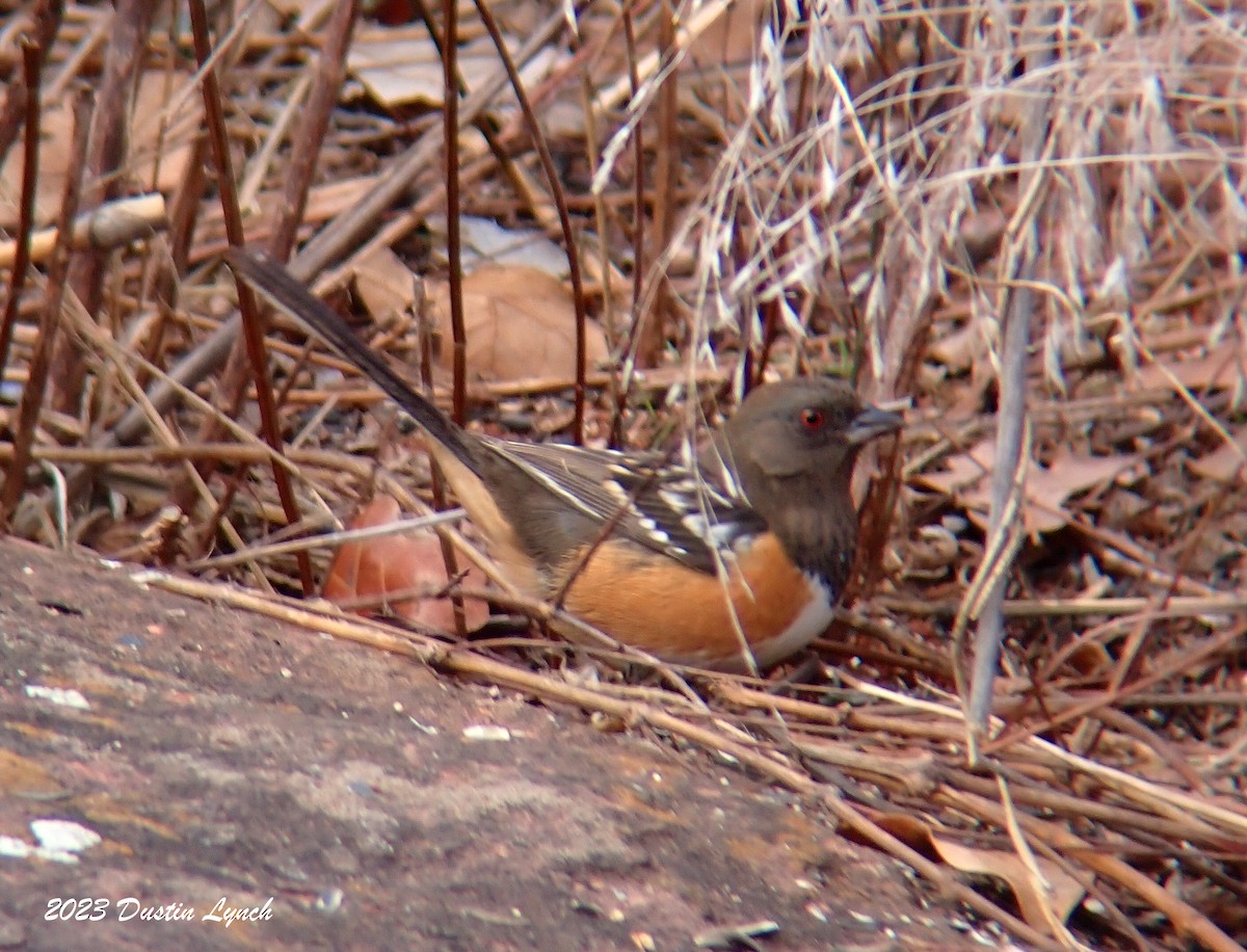 Spotted Towhee - ML647803878