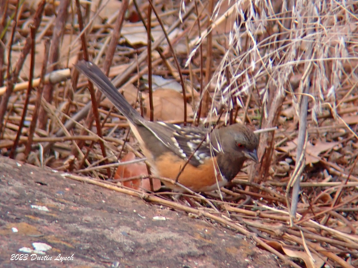 Spotted Towhee - ML647803879