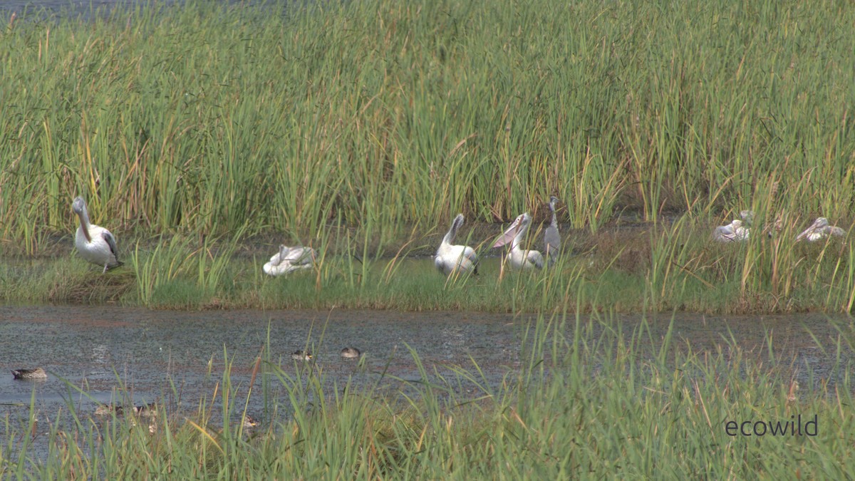 Spot-billed Pelican - ML647803885