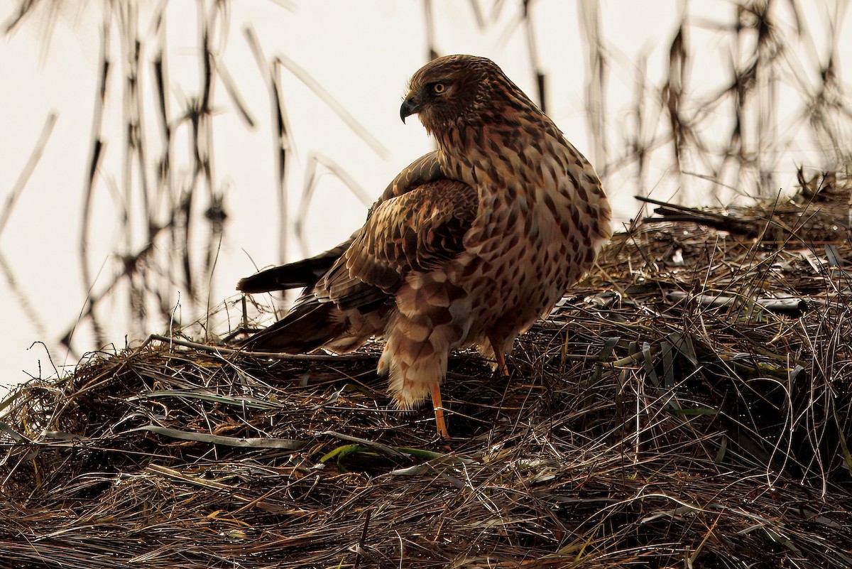 Лунь американський - ML647803887