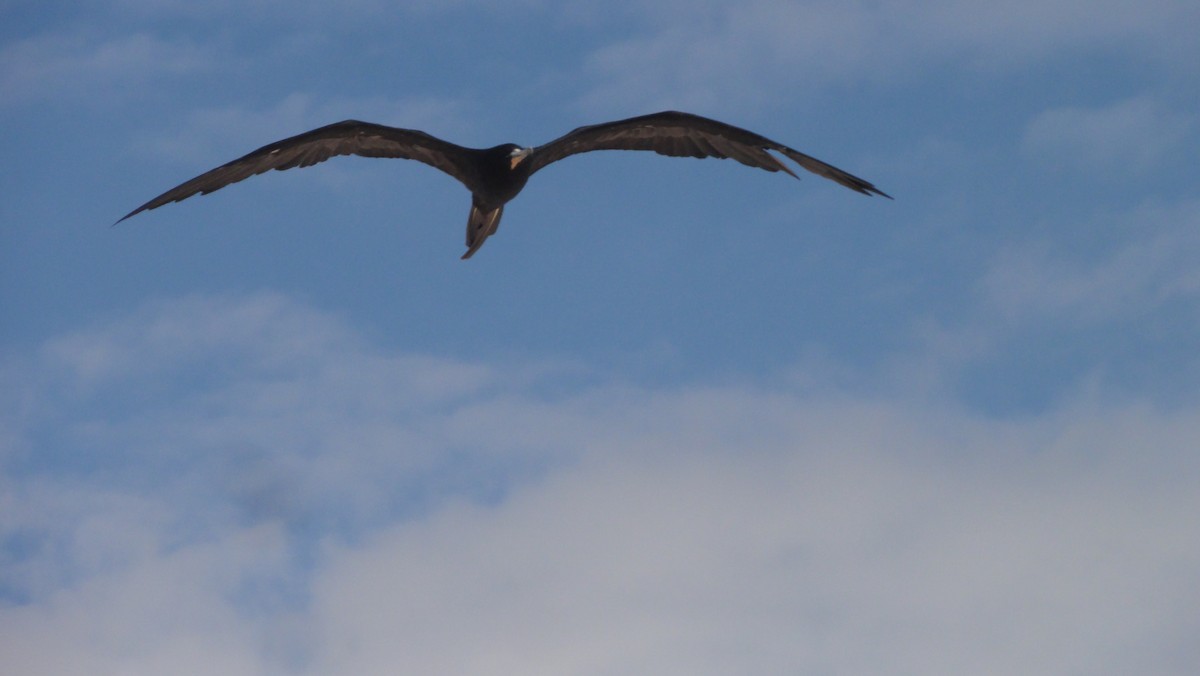 פריגט גדול - ML647803895