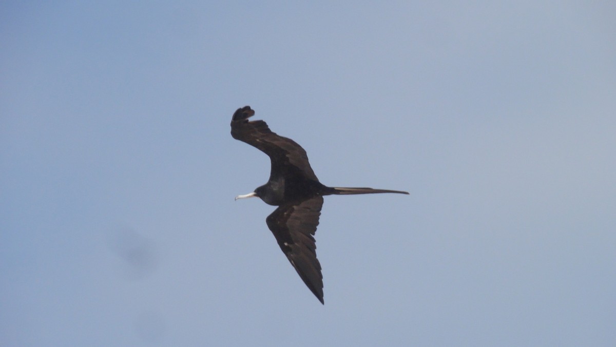 פריגט גדול - ML647803896