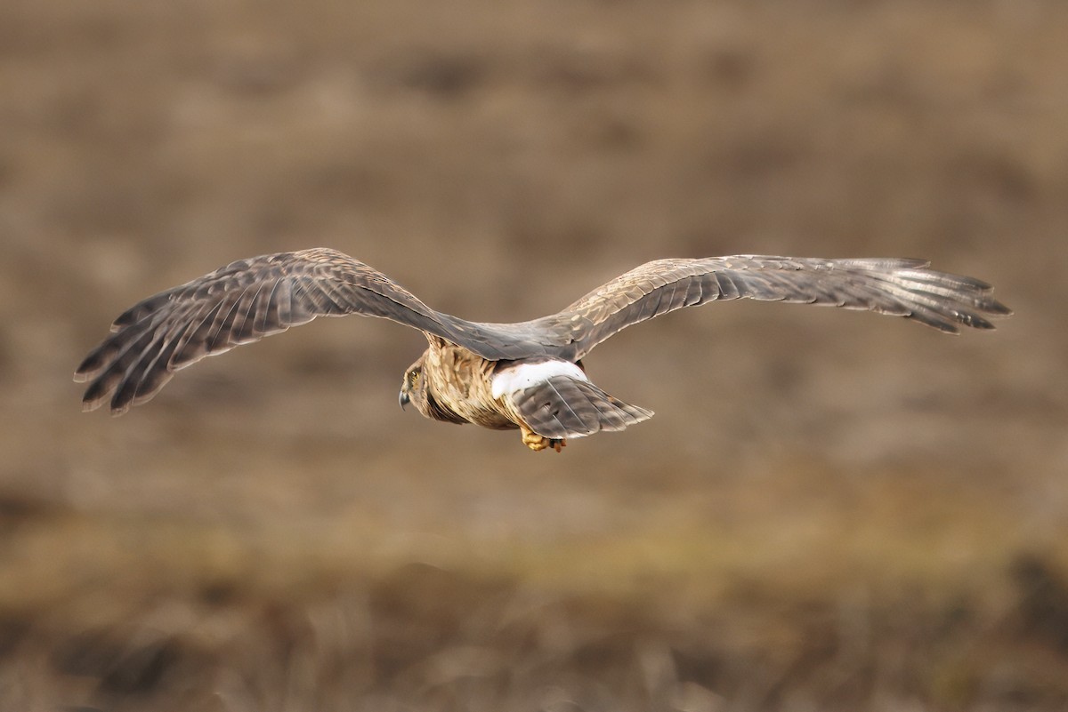 Лунь американський - ML647803897