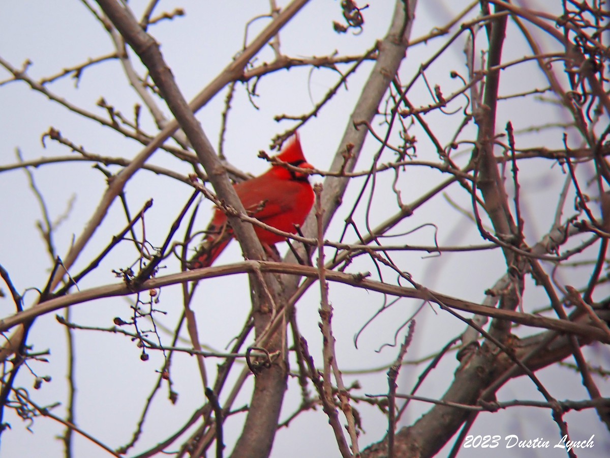 Northern Cardinal - ML647803904