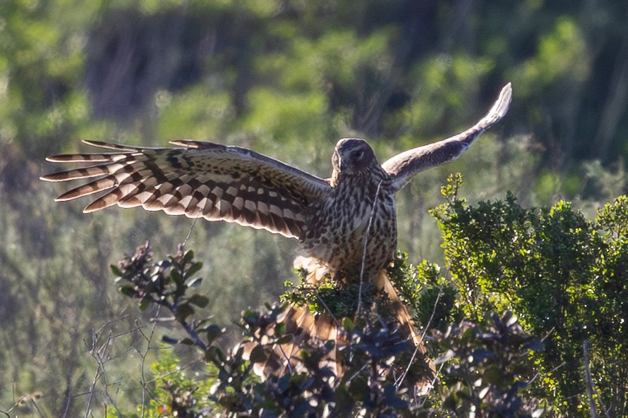 Лунь американський - ML647803935