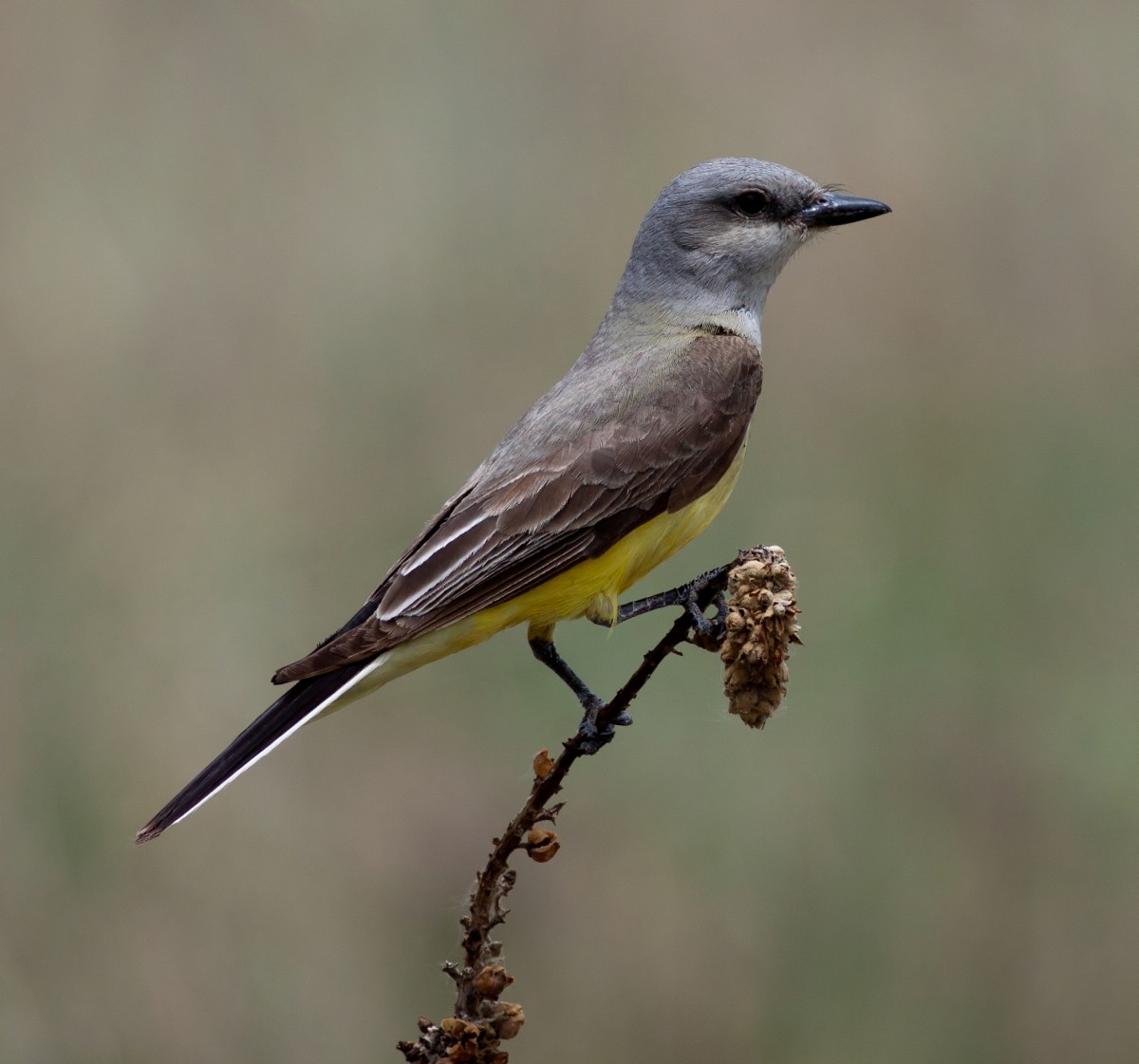 Western Kingbird - ML647803936