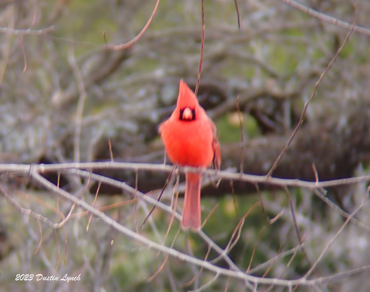 Northern Cardinal - ML647803941