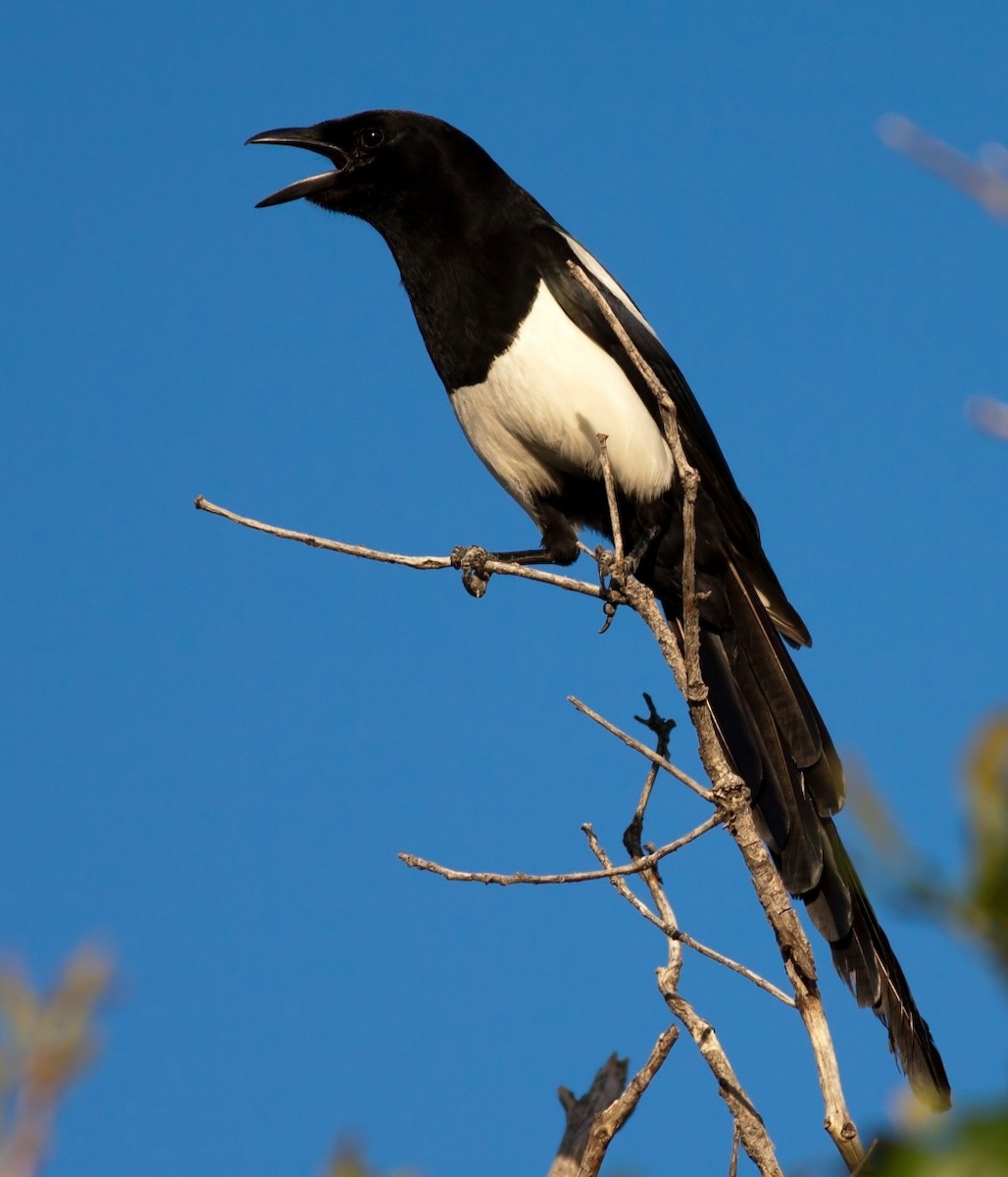 Сорока канадська - ML647803942