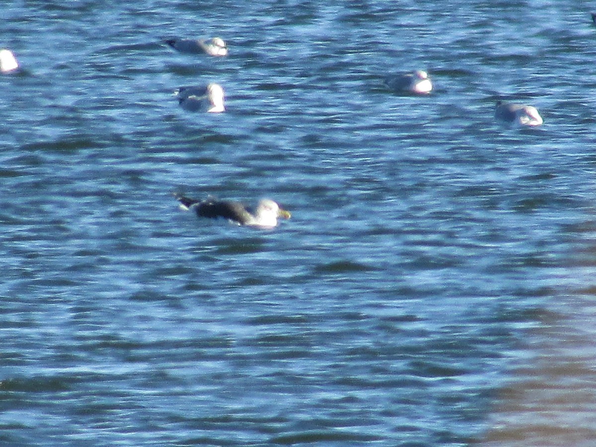 Lesser Black-backed Gull - ML647803978