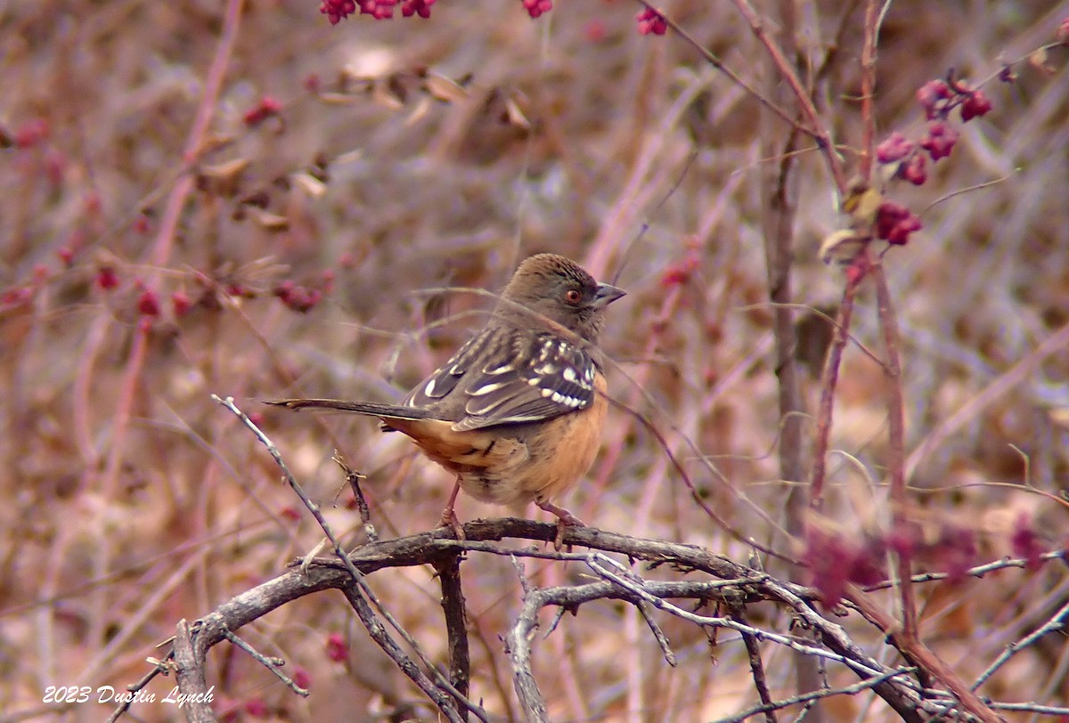 Spotted Towhee - ML647803981