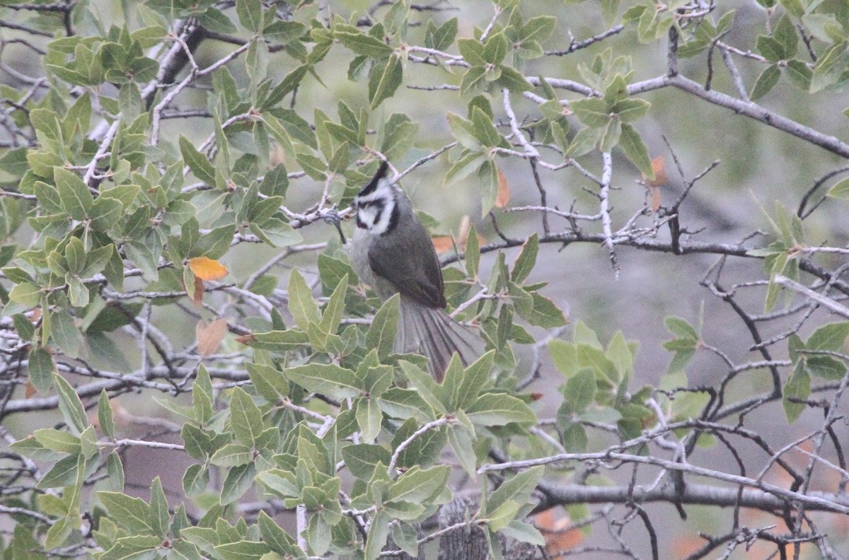 Bridled Titmouse - ML647803987