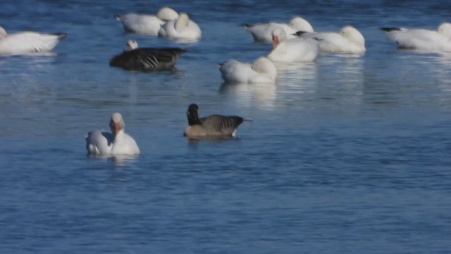 ברנטה גוצית - ML647804043