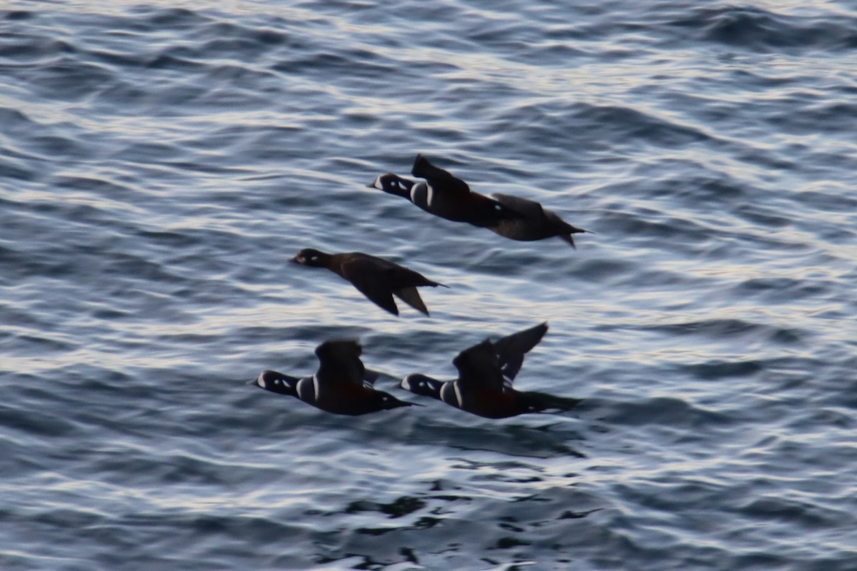 Palyaço Ördeği - ML647804060