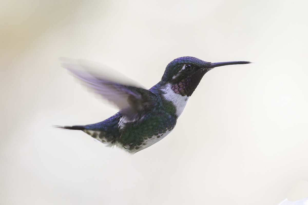 Ak Göbekli Ormanyıldızı - ML647804075