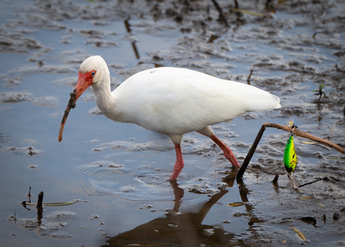 Ібіс білий - ML647804112