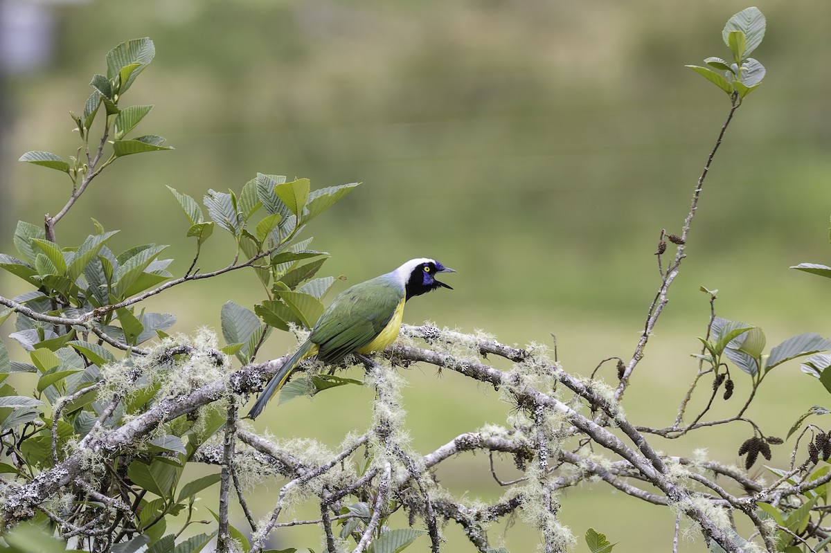 インカサンジャク（yncas グループ） - ML647804134