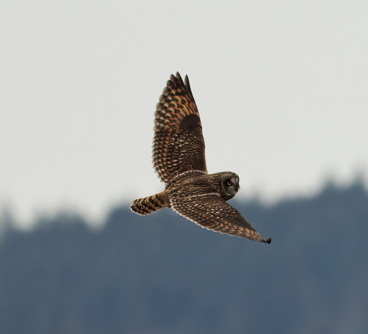 Short-eared Owl - ML647804137
