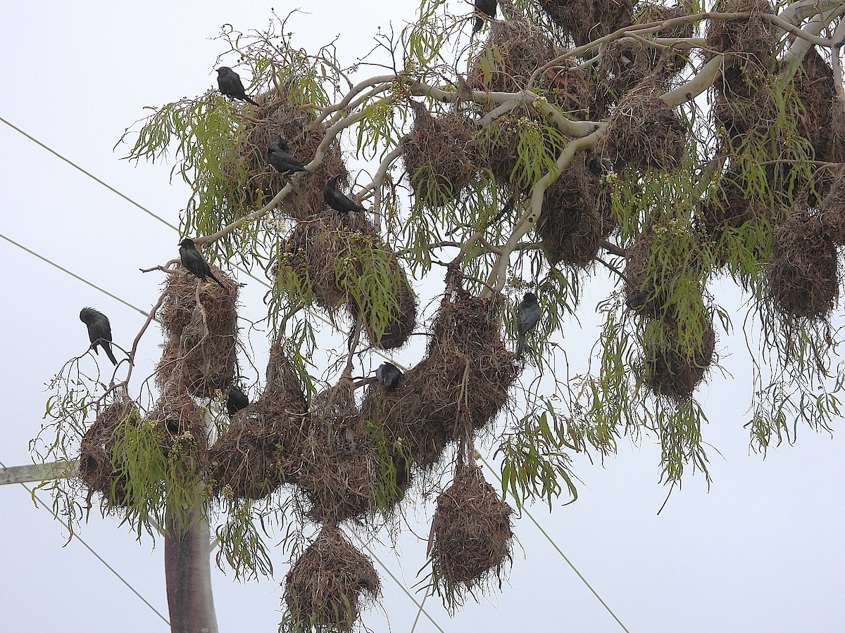 Estornino Lustroso - ML647804138