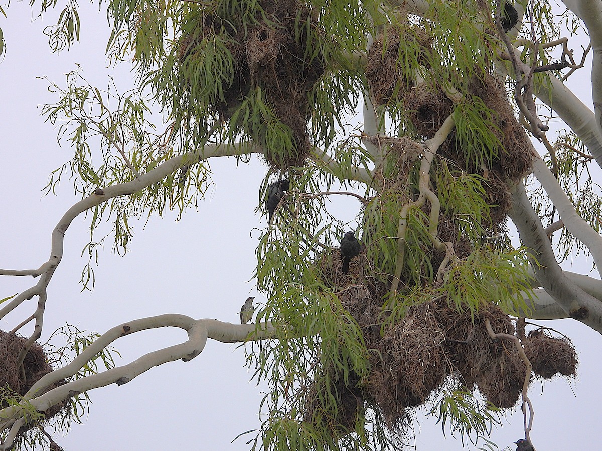 Estornino Lustroso - ML647804141