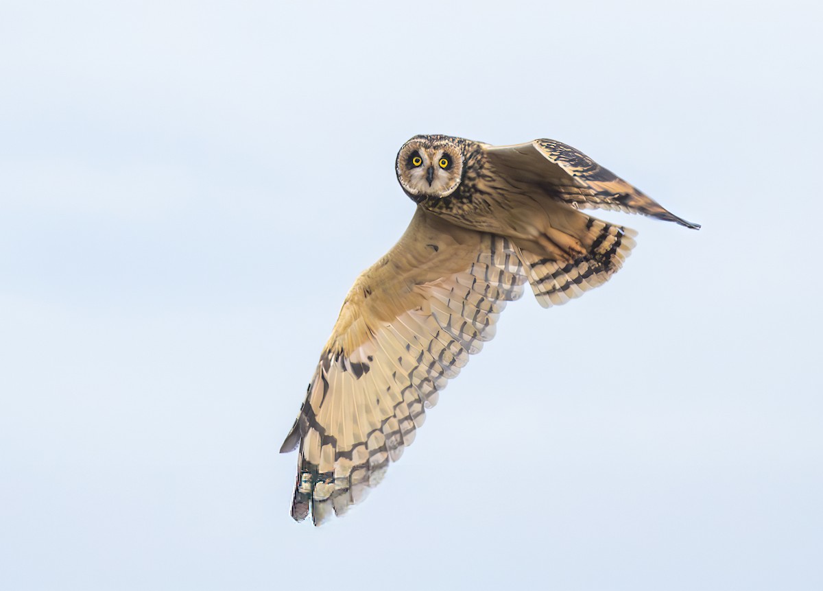 Short-eared Owl - ML647804142