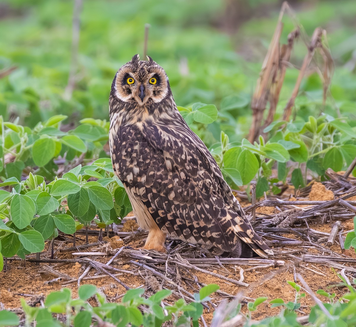 Short-eared Owl - ML647804143
