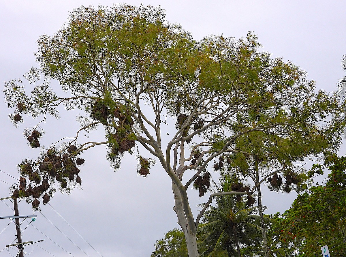 Estornino Lustroso - ML647804150