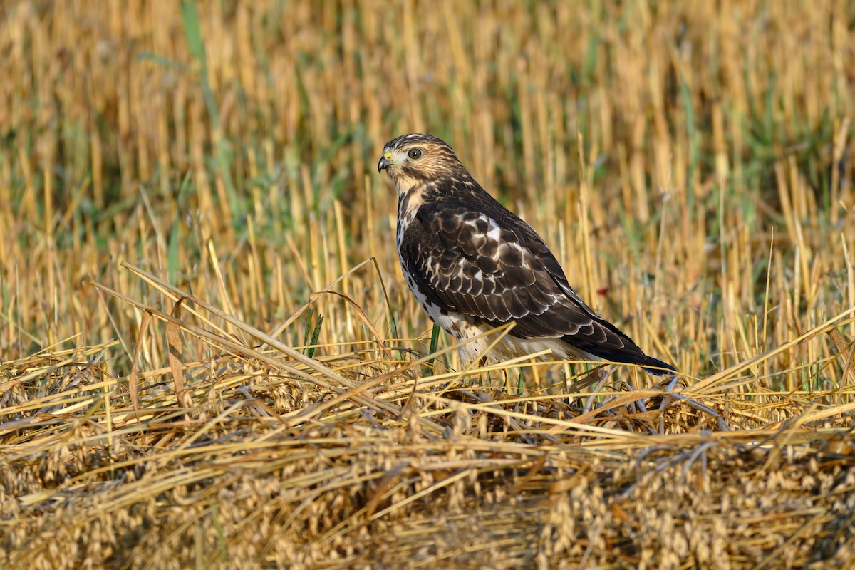 Broad-winged Hawk - ML647804151